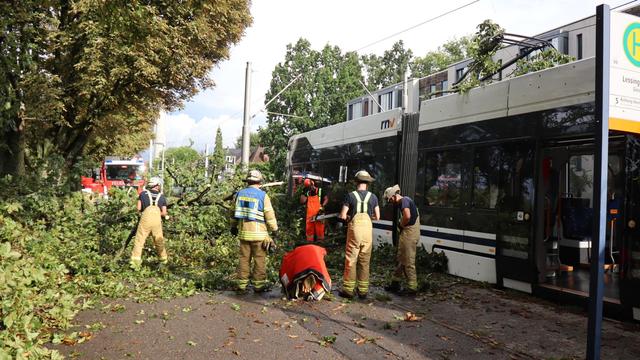 Unfälle: Baum stürzt bei Unwetter auf Straßenbahn in Mannheim