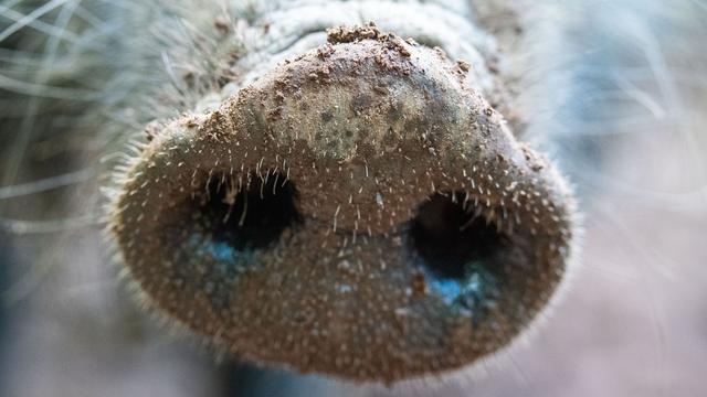 Tierseuche: Hessen mahnt Bevölkerung wegen Schweinepest zur Vorsicht