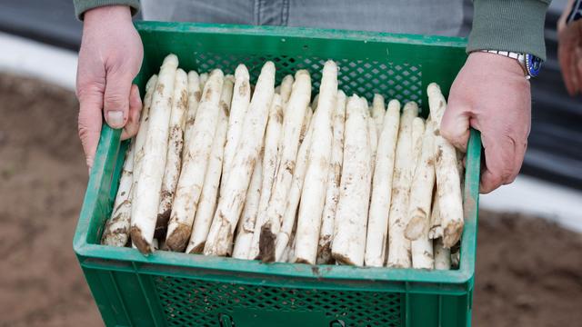 Niedersachsen: Krise im Spargelland? - deutliches Minus bei der Ernte
