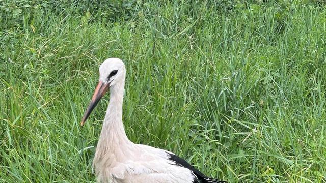 Tier auf Abwegen: Storch von Gleisen gerettet