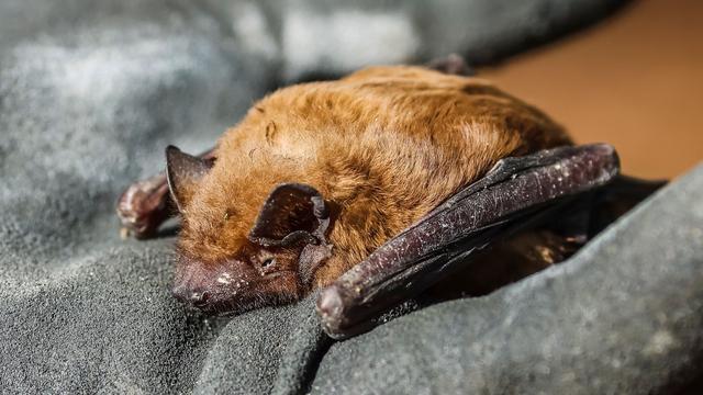 Fledermaustollwut: Tollwutvirus bei Fledermaus nachgewiesen