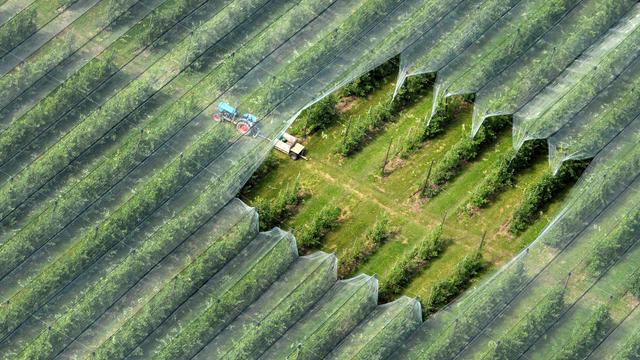 Ernte in Hessen: Hagelschäden und Sonnenbrand – Klimawandel setzt Obst zu