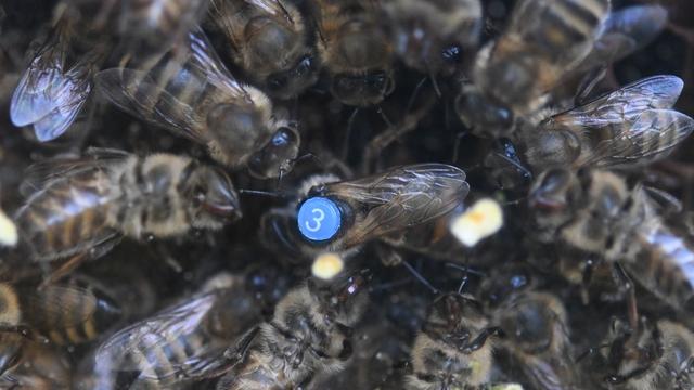 Honig: Imker verzeichnen Spitzenwerte bei Honigproduktion
