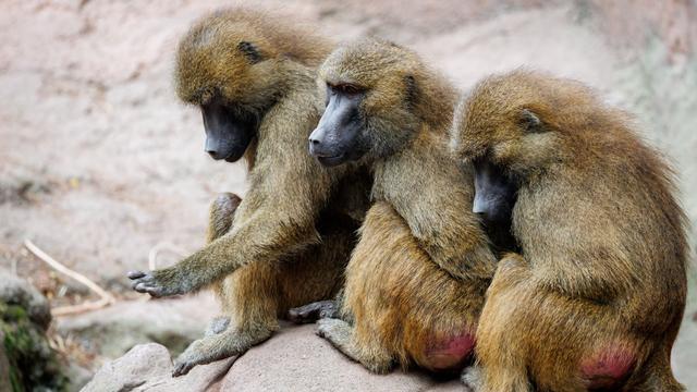 Zootiere: Nach Pavian-Tötung: Tierschützer bauen Protestcamp auf