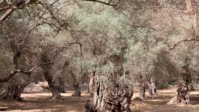 Dürre: Wassermangel auf Mallorca: Gemeinde dreht Wasserhahn ab