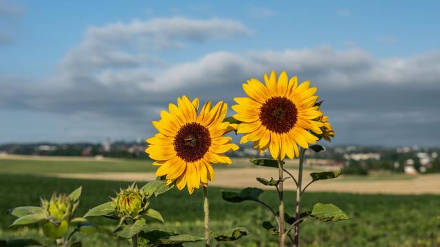 Wettervorhersage: Weitere regnerische Tage - dann endlich Sonne im Südwesten