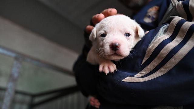 Tiere: Haustier-Boom in China: Wie Retter mit den Folgen kämpfen