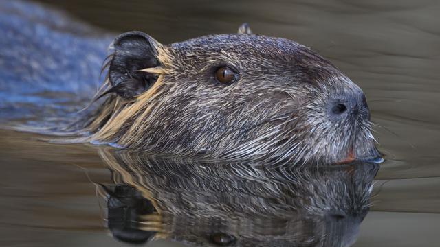 Schäden durch Nager: Warum mehr Nutrias eine Gefahr für den Hochwasserschutz sind