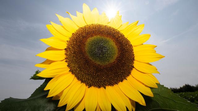 Wetteraussichten: Hessen startet in zunehmend heiße Woche