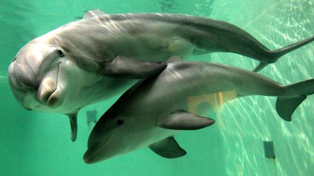 Tierschutz in Australien: Delfine gestört: Jetski-Fahrern droht hohe Geldbuße