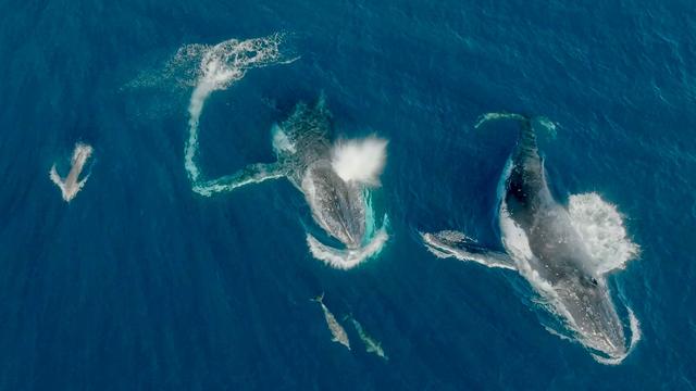 Studie: Forscher: Wale und Delfine spielen miteinander