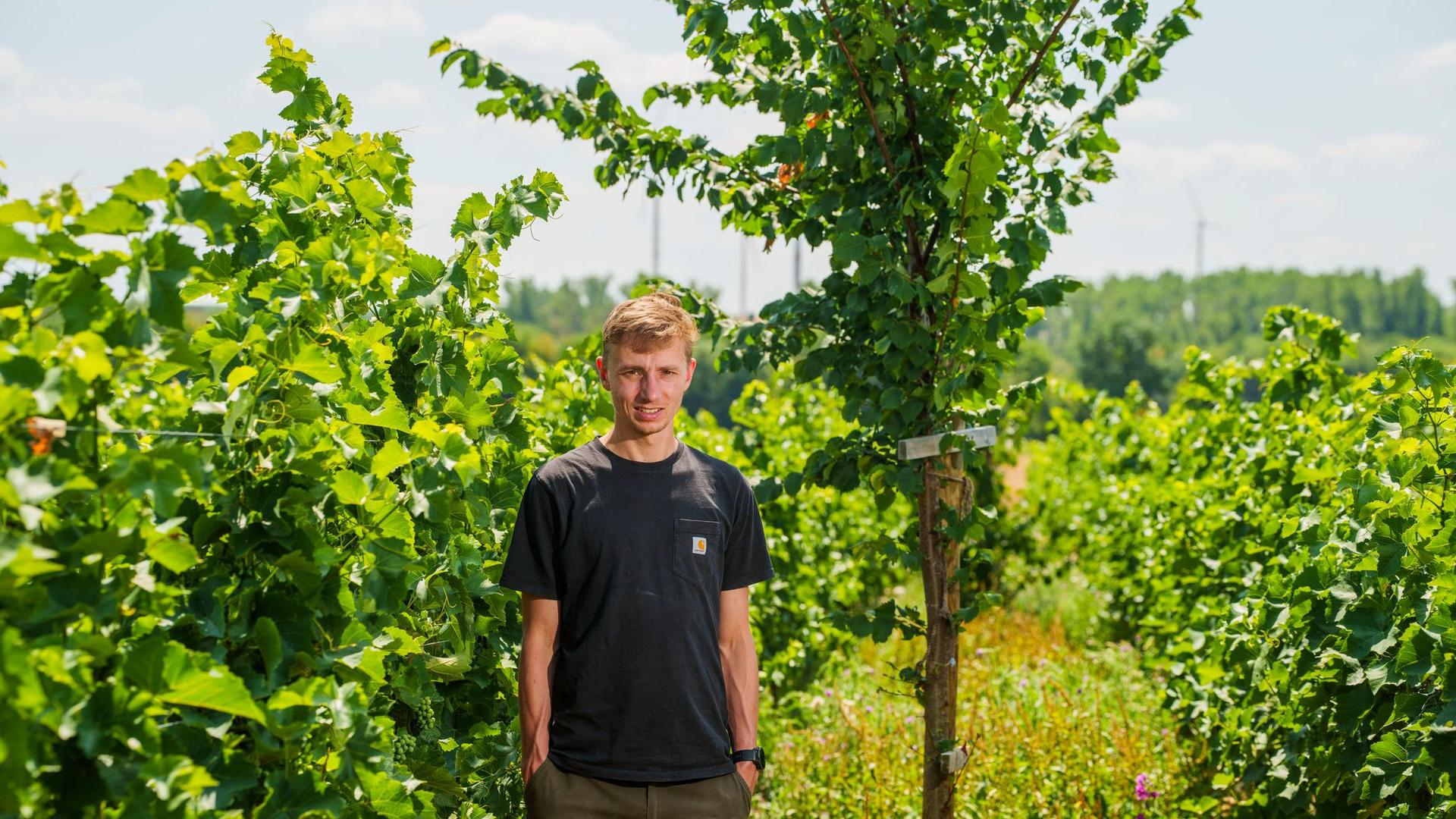 Wein und Hitze: Klimawandel im Weinberg: Bäume sollen Reben helfen