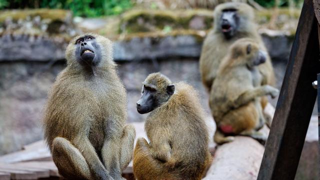 Tiere: Pavian-Tötung: Tiergartenfreunde verurteilen Morddrohungen