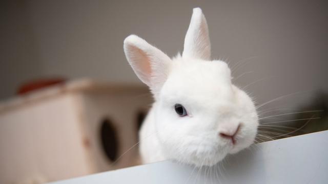 Tiere: Tierheim hat in den Sommerferien schon 147 Tiere aufgenommen