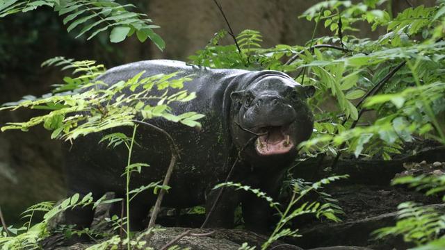 Tiere: Berliner Mini-Hippo Toni zieht nach Mulhouse