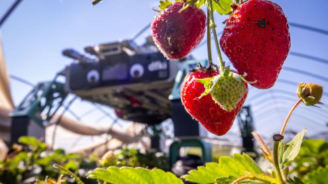 Obstbau: Erdbeerpflcken mit KI: Ernteroboter soll Betriebe entlasten | DIE  ZEIT