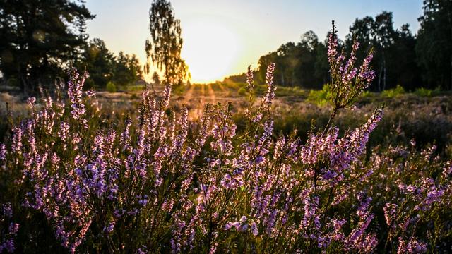 Heide-Safari: Führung im Blütenmeer in der Kyritz-Ruppiner Heide