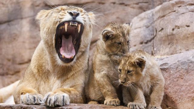 Zootiere: Löwenbaby stirbt in Nürnberger Tiergarten