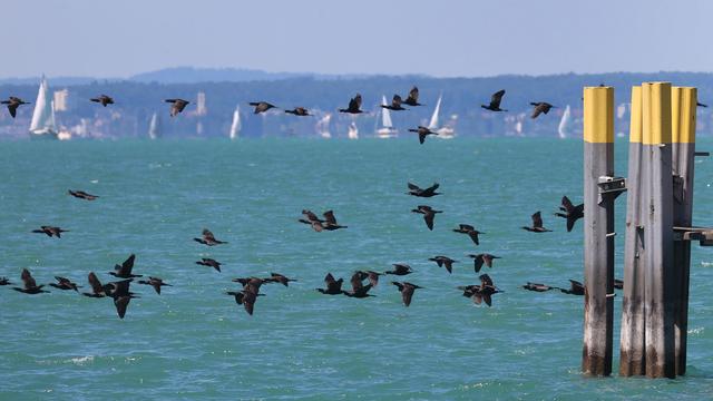 Kormoran: Mit Hightech-Drohnen gegen den Kormoran am Bodensee