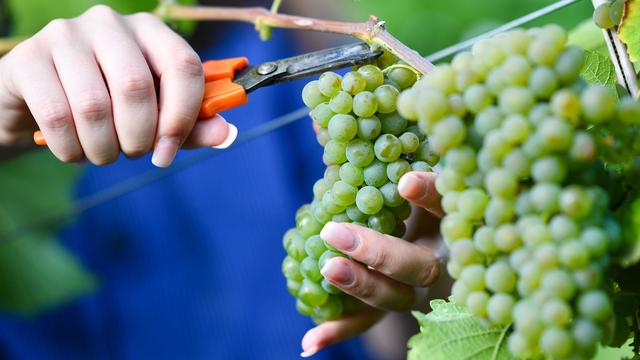 Hefetrüb und hoch im Kurs: Wer Federweißer genießen will, muss sich beeilen