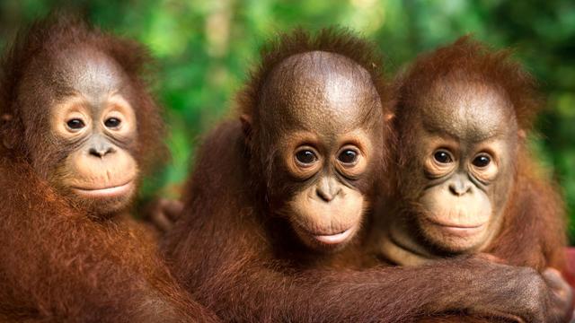 Artenschutz im Alltag: Orang-Utans schützen – vom Frühstück bis zur Fernreise