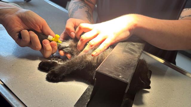 Feuerwehreinsatz: Feuerwehr rettet eingeklemmtes Kätzchen