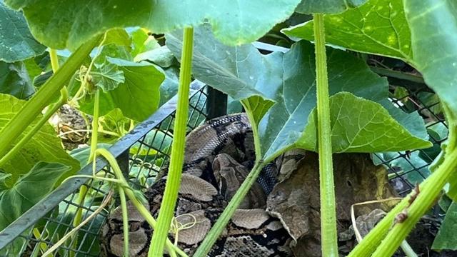 Tierische Gefahr: Frau entdeckt Riesen-Würgeschlange im heimischen Kompost