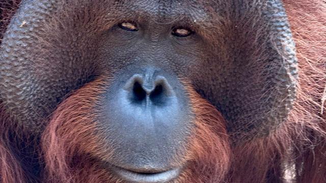 Artenschutz im Alltag: Orang-Utans schützen – vom Frühstück bis zur Fernreise