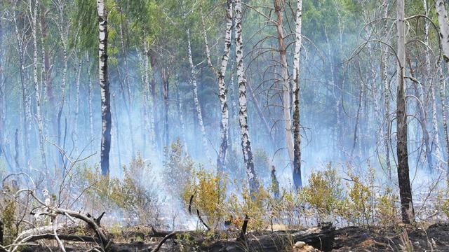 Feuerwehreinsatz: Waldbrand bei Bernau - Warnung der Feuerwehr