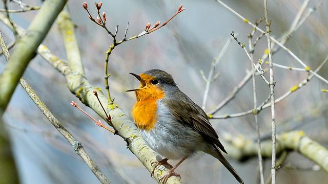 Lichtverschmutzung: Vögel singen wegen künstlicher Beleuchtung länger