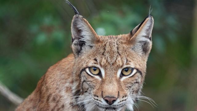 Tierschutz: Baron bald frei - Aufgepäppelter Luchs wird ausgewildert