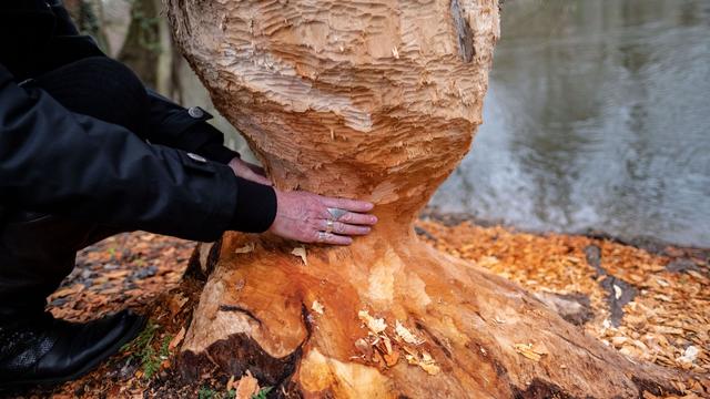 Umwelt: Biber erobern Niedersachsen - Leitfaden für Umgang