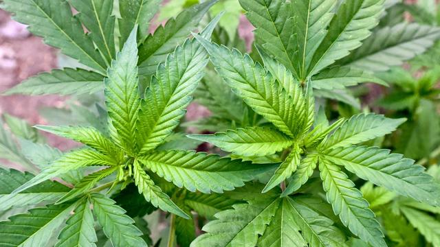 Bei Durchsuchung: Fast 300 Cannabis-Pflanzen in Haus gefunden