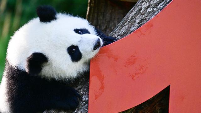 Tiere: Party bei den Pandas: Leni und Lotti werden ein Jahr