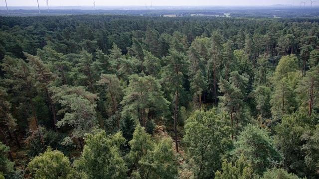 Wetter: Waldbrandgefahr trotz Regen in Sachsen-Anhalt