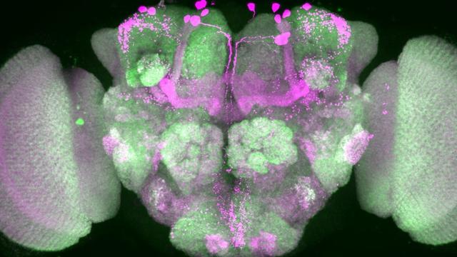 Gehirnforschung: Ticken wir wie Fruchtfliegen? Im Schlaf vielleicht schon