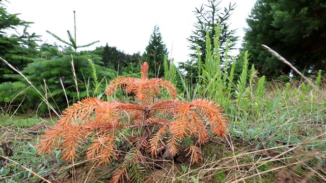 Weihnachtsvorbereitungen: Frost und Trockenheit - Bayerns Christbäume im Stress