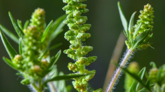 In Deutschland etabliert: Allergiker aufgepasst: Gefahr durch Ambrosia wächst