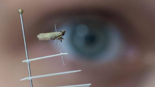 Neue Gefahr für Landwirtschaft: Japankäfer und Zikade: Schädlinge beunruhigen Landwirte