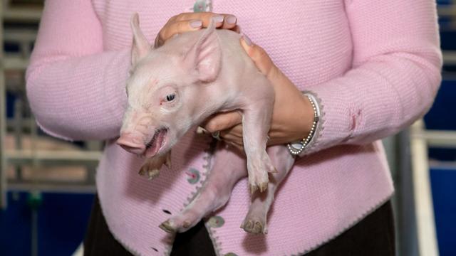 Landwirtschaft: Im Schnitt vier Schweine mehr je Betrieb