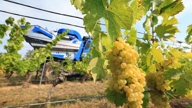 Winzer in den Startlöchern: Lese für den Federweißen startet