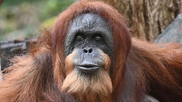 Tierpark Hagenbeck: Wohl ältester Orang-Utan der Welt - Ziehsohn hält Bella fit