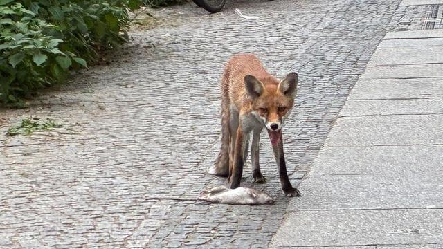Wildtierexperte klärt auf: Tierischer Großstadtlärm: Füchse bellen herzzerreißend