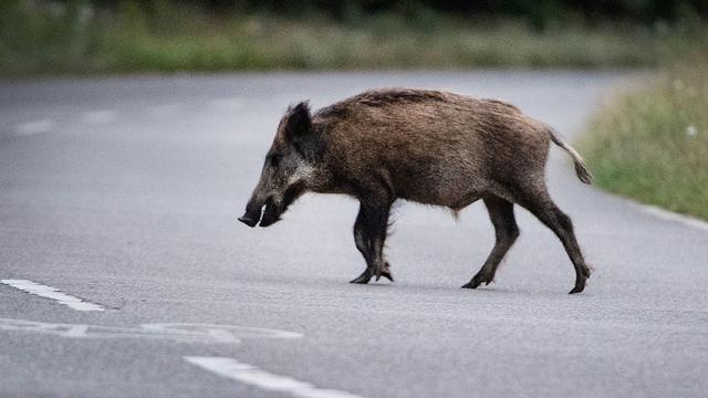 Unfall: Auto stößt mit Wildschweinrotte zusammen - elf tote Tiere