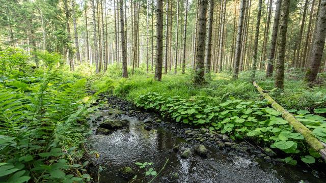 Verdacht auf Umweltstraftat: Hunderte Liter Dieselöl fließen von Bauernhof in Bachlauf