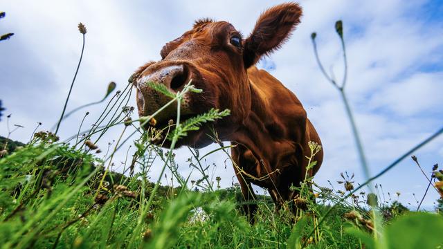 Unfall: Kuh steht plötzlich auf der Straße - Autofahrerin verletzt
