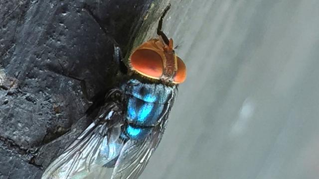 Fleischfressende Maden: Rückkehr der Schraubenwurmfliege: USA fürchten Einschleppung