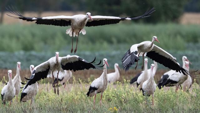 Weißstörche: Wieder Hunderte Störche an Deponie