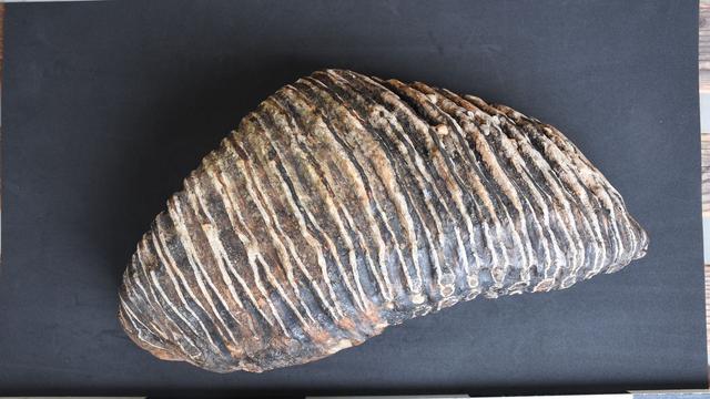 Fund aus grauer Vorzeit: Düsseldorfer findet Mammut-Zahn am Rhein