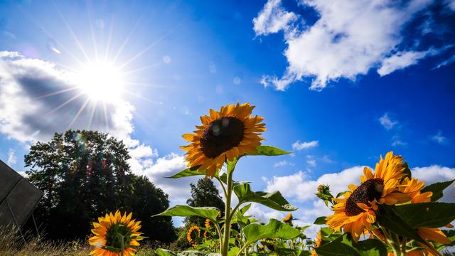 Wettervorschau: Erst Regen - dann Sonne zum Ende der Woche